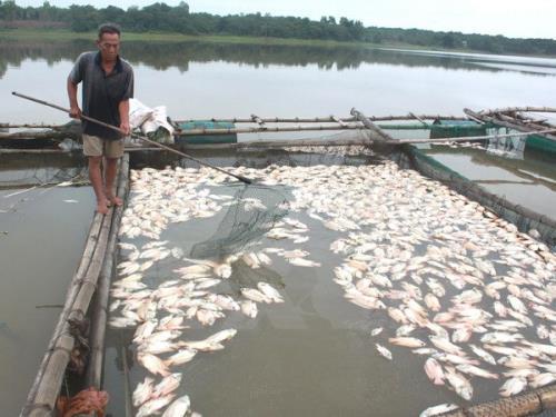 Cần xác định nguyên nhân cá nuôi chết hàng loạt ở Thừa Thiên - Huế